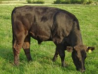 Beef cattle weight is a product of their breeding and feeding.