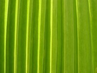 Use palm leaves to create a hat