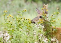Deer can be pests in the garden.