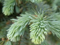 White spruces' short needles are pale green to gray-green.