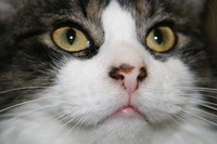 Control your cat's dander.