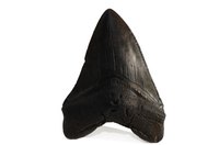 A shark tooth pendant is probably the most common type of tooth jewelry.