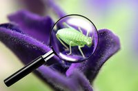Fight garden pests with safe, salt-based insecticides.