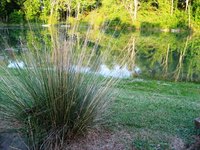 Pond animals continue to be threatened by shrinking nesting areas and pollution