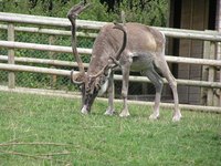 Most people will never see a real reindeer, but they can make one for the holidays.