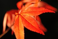 Maple leaf fall can be accompanied by dramatic color.