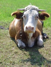 Cowhide is a byproduct of the beef industry, so it is plentiful.