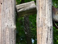 Finish a pole barn with a stain and varnish.