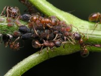 Demon insecticide effectively kills ants, roaches and other insects, but it comes with several cautions regarding its use.