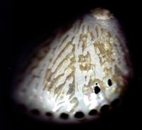 Abalone shells are easy to polish.