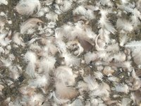 Feathers can be collected rather than purchased.