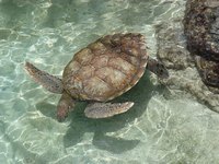 Sea turtle