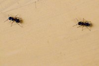 Insect infestations need regular prevention techniques.