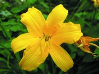 The fleur-de-lys is also known as a yellow iris.