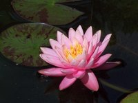 The water lily is a plant that grown all over the world.