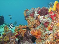 Cozumel's coral reef is its main tourist attraction.