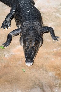 Alligators and crocodiles often end up as boots, belts, and handbags.