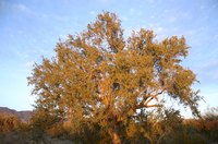 Mesquite trees are found throughout the southwestern United States.