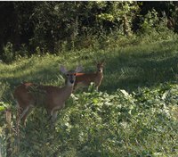 Deer and rabbits can destroy a garden.