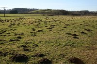 Pesky moles aerate the soil and keep grub populations down.