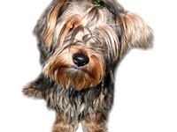 Teacup dogs are gaining popularity.