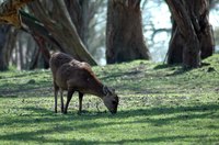 Deer hide can be dyed with clothing dye and fashioned into clothing, blankets or other crafts.