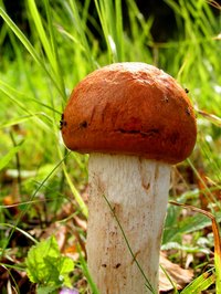 You can make a mushroom craft to brighten any room or garden.