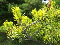 Cypress evergreen trees adapt well indoors.
