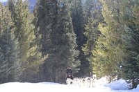 Iditarod sled dogs are performance athletes.