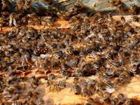 Bees are closely related to wasps and ants.