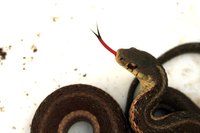 Eastern garter snakes are the most common snake in Maryland.