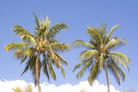 The beautiful Jamaican landscape inspires many unique children's craft projects.