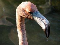 The best way to make a realistic flamingo beak is to work from a few good pictures of flamingos.