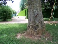 Burls are natural deformities occurring on trees.