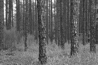 Many edible plants are found in the forests of South Carolina.