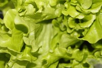 You can make a unique lettuce costume at home.