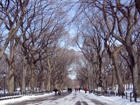 Elm trees lining Central Park in New York City