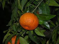 Most tangerine trees are self-fertile.
