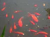 Fish ponds can hold a variety of fish.
