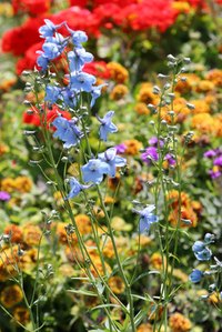 Use a roll-out mat to create a wildflower garden at home.
