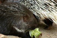 Porcupines are covered in protective quills.