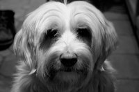 Many wheaten terriers have special dietary needs. A vet-approved homemade diet can be beneficial.