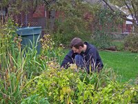 Synthetic hormone herbicide or weed killer inhibits the hormone auxin, which in high concentrations causes poor growth and plant death.