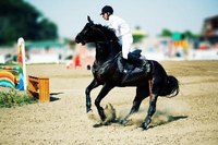 Pain may cause behavior problems in horses.