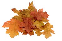Dried fall leaves can be dried and preserved for year round decorations.