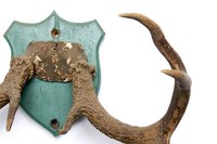 Deer antlers can be cut and polished for a variety of projects.