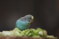 Observing your parakeet helps you distinguish normal and abnormal behavior.
