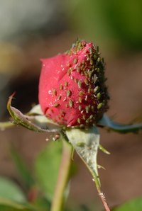 Aphids are particularly fond of roses.