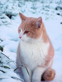 A cat bed is an easy way to protect your outside pet from winter weather