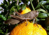 Grasshoppers cause damage to hundreds of crops every year.